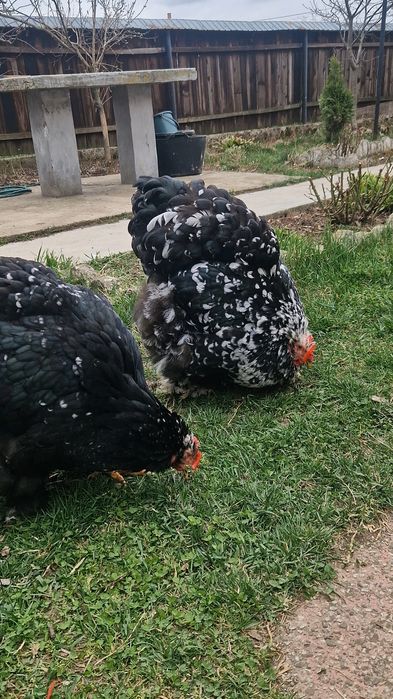 Cochinchina urias bobat si galben