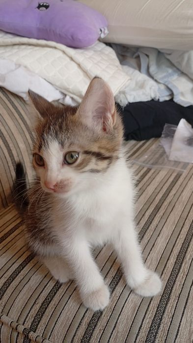Отдам котят в хорошие руки