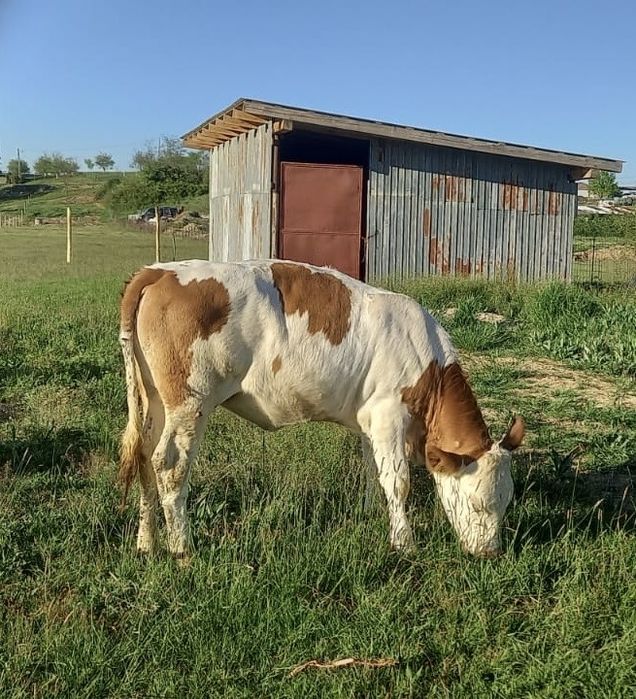 Vând juninci crescute de noi