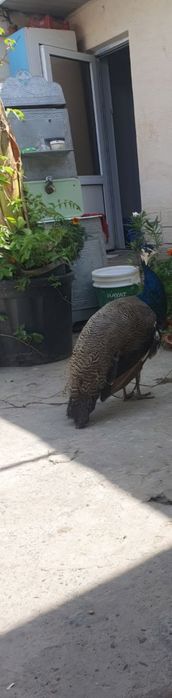 Tus Tovuq Xuroz sotiladi