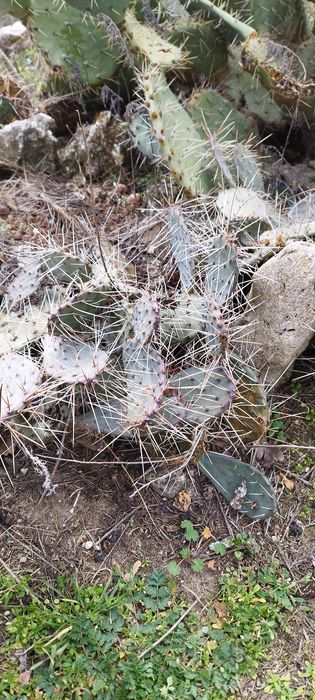 Студоустойчиви кактуси опунция