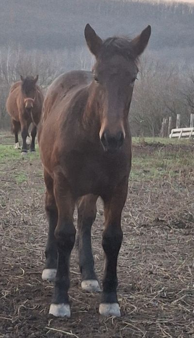 Vând mânză de 8 luni