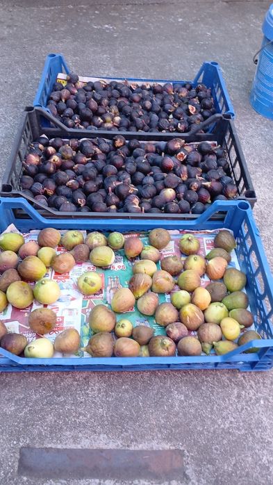 Pui de smochin negru