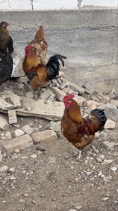 Продам взрослых петушков