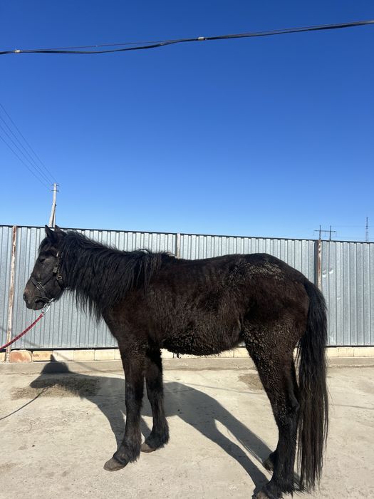 Дөнен міңгі жуас