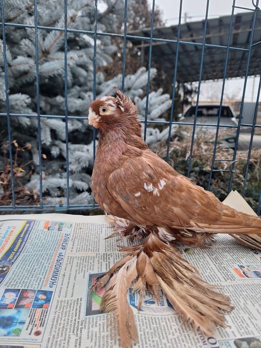 Продам чина самца