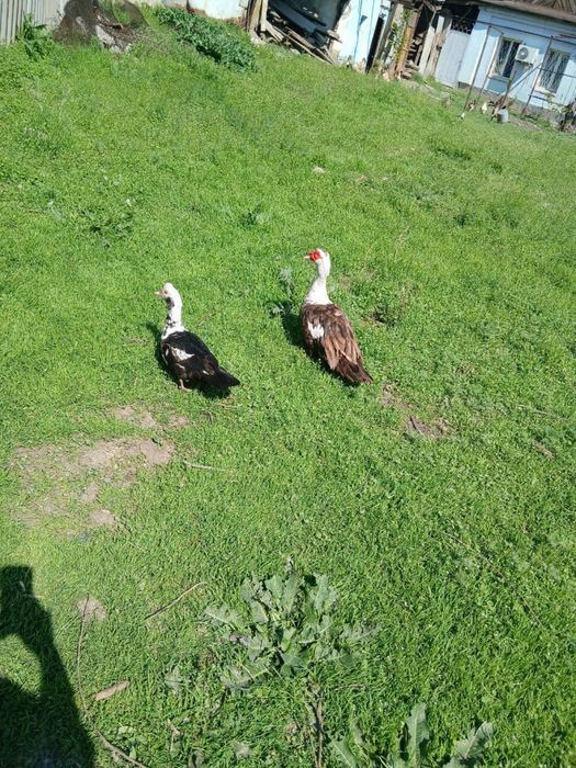 Инкубационные яйци индоутки