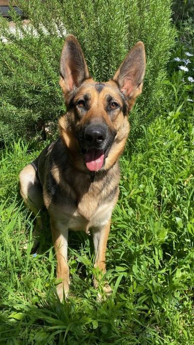 Передержка собак