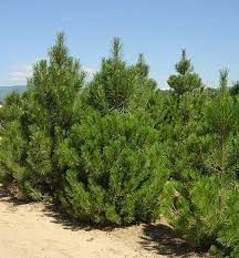 Archa ko'chat va daraxtlat