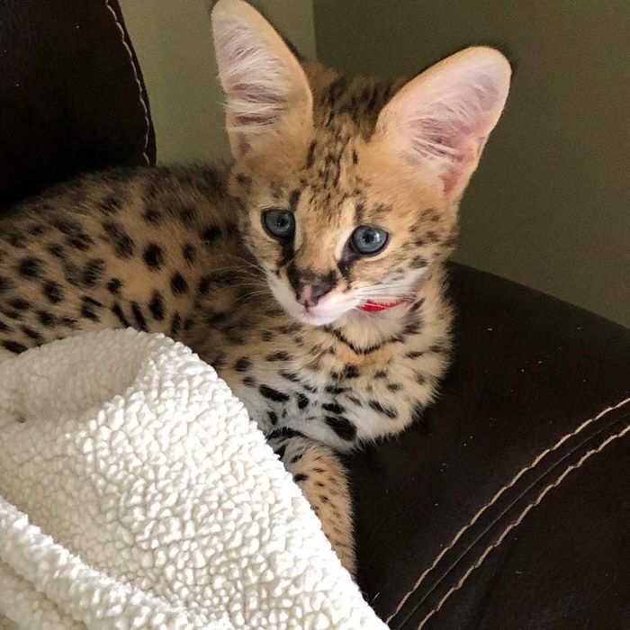 Pui de serval superb