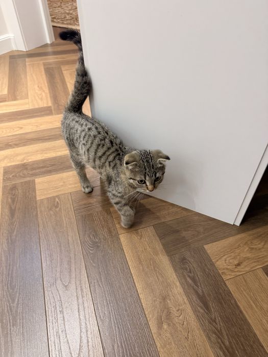 Котенок вислоухий