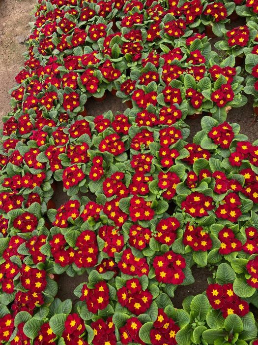 Mavsumiy gullar primula