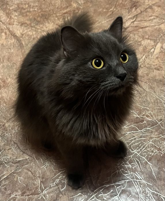 Кот в добрые руки (кастрирован)