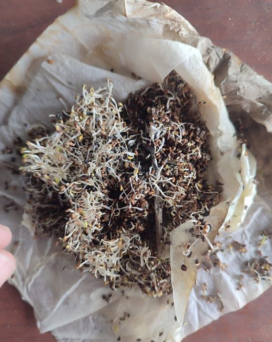 Семена люцерны,сорт Семиречье