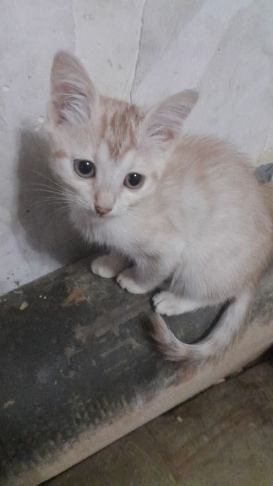 Бесплатно котята