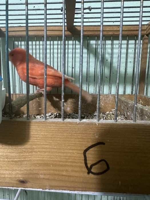 Canari diverse culori masculi/femele