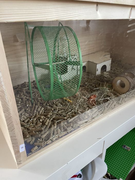 Vand URGENT cusca cu hamster, accesorii si mancare.