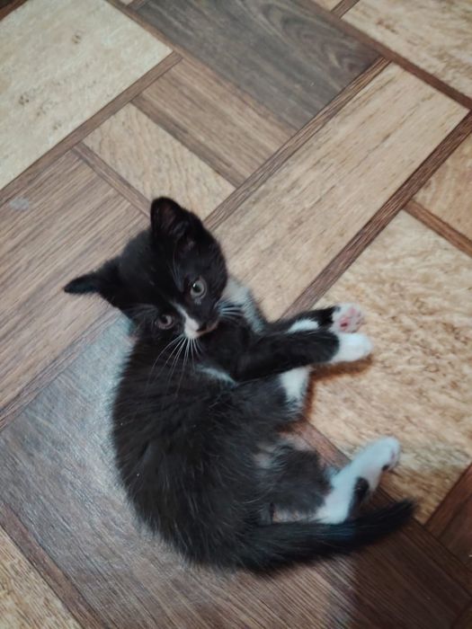 Отдам котят в добрые руки