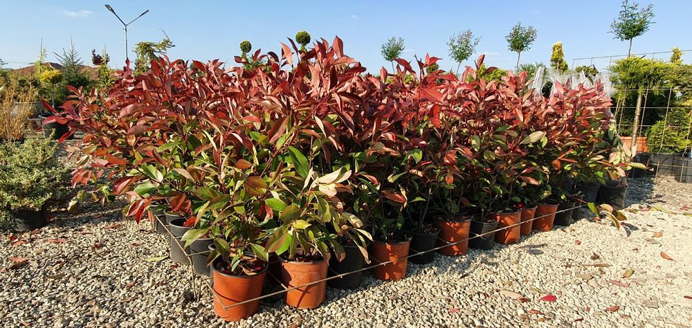 Photinia (Gard Viu )
