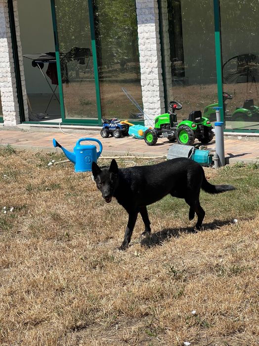 Câini donez o femelă și un mascul sterilizați