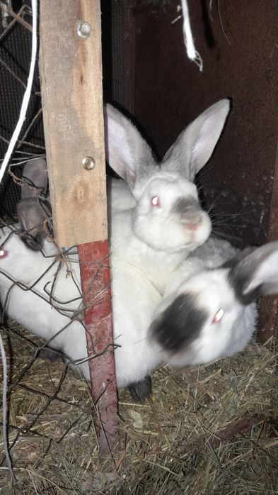 Продам кроликов 9 штук