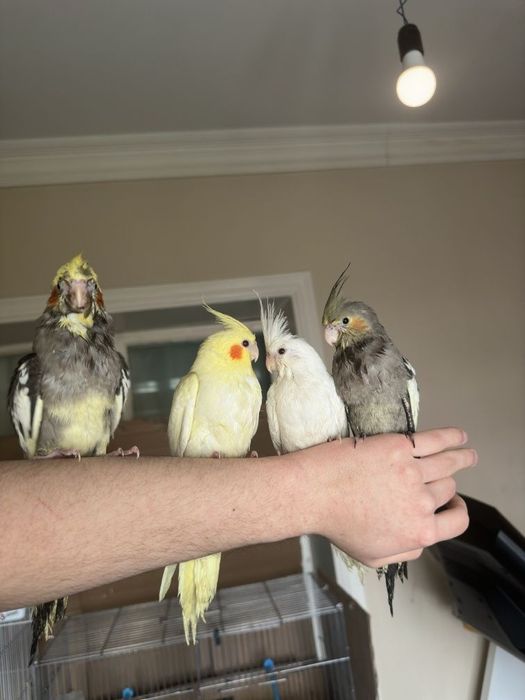 Ручные попугаи разных видов