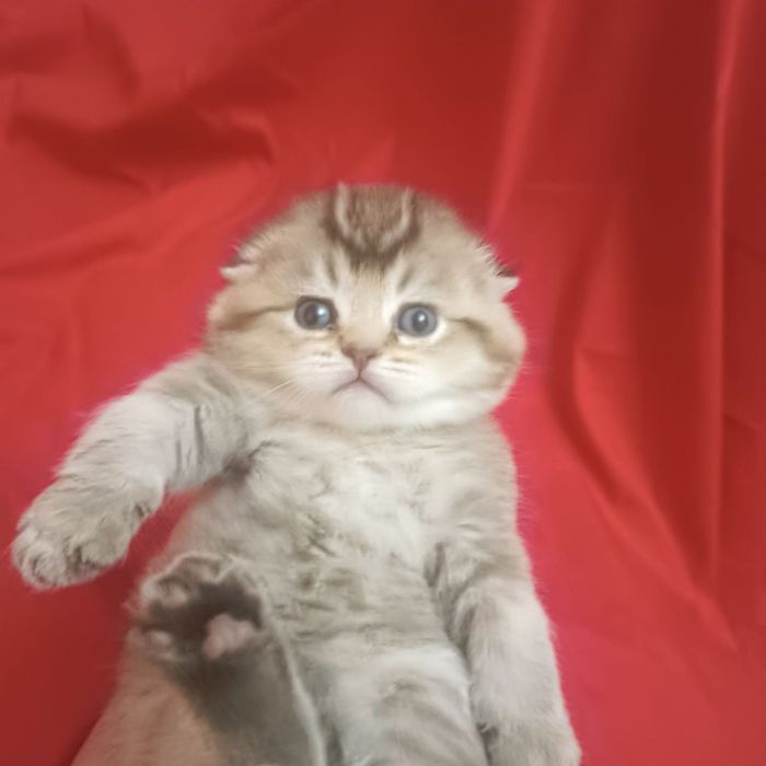 Вислоухая Скотиш фолд золотая шиншилла девочка