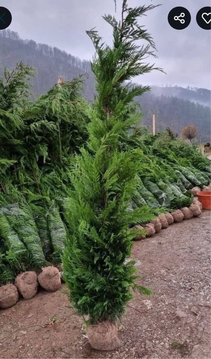 Leylandii gard viu brazi arginti plante ornamentale oriunde in tara