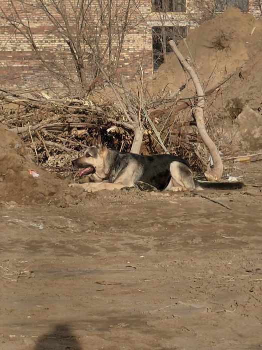 Кобель ВЕО для вязки.