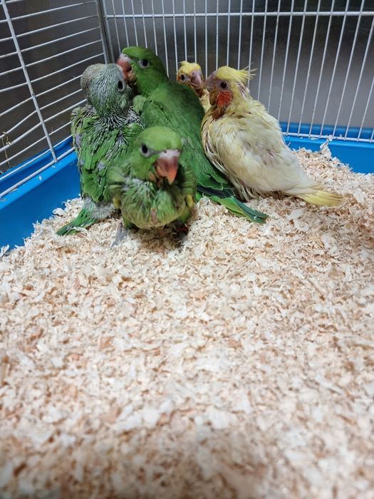 Puiutii de papagali vorbitor micul și marele Alexander