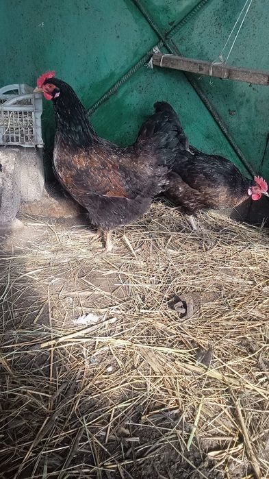 Продам куры несутся