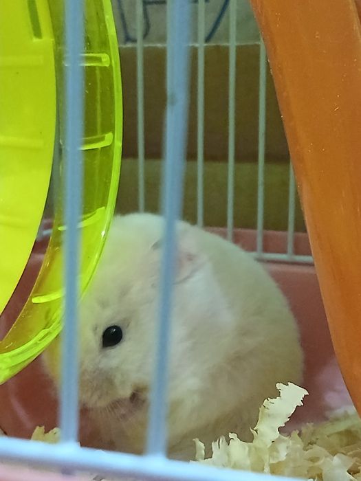 Сирийские хомяки