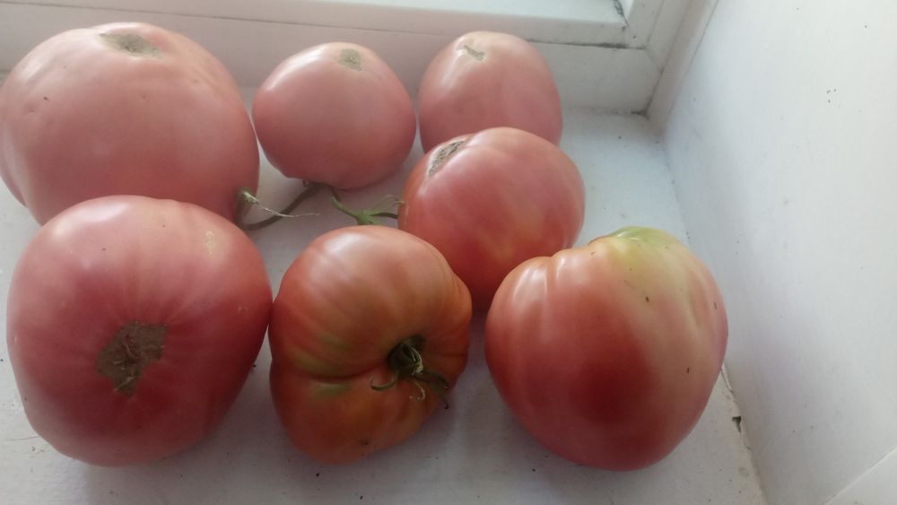 Продам домашние помидоры