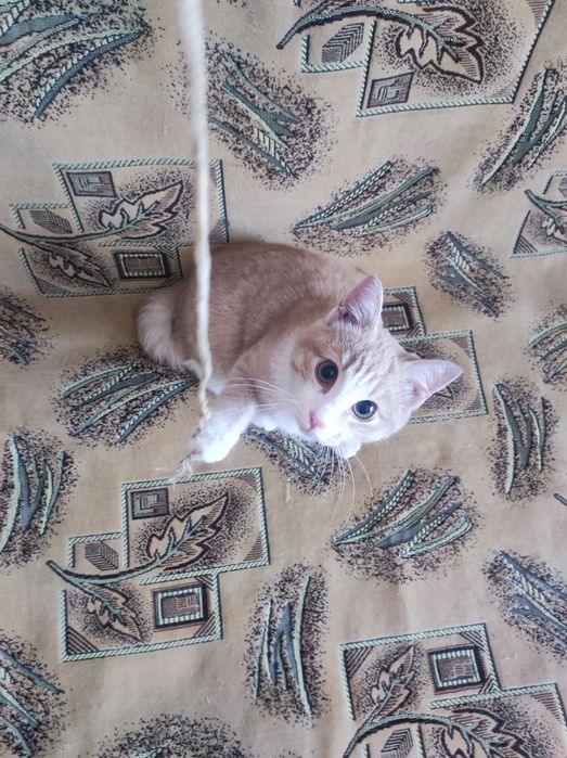 Котёнок 5месяцев крупный