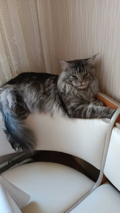 Красивые котята мейн-куны