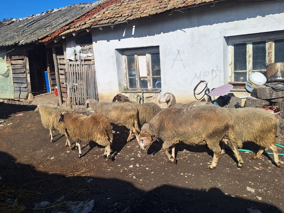 Продават се добре гледани Овце за дамъзлък