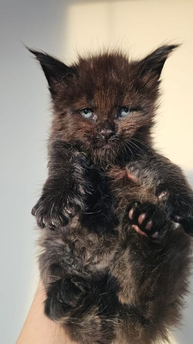 Топовые Котята Мейн-кун