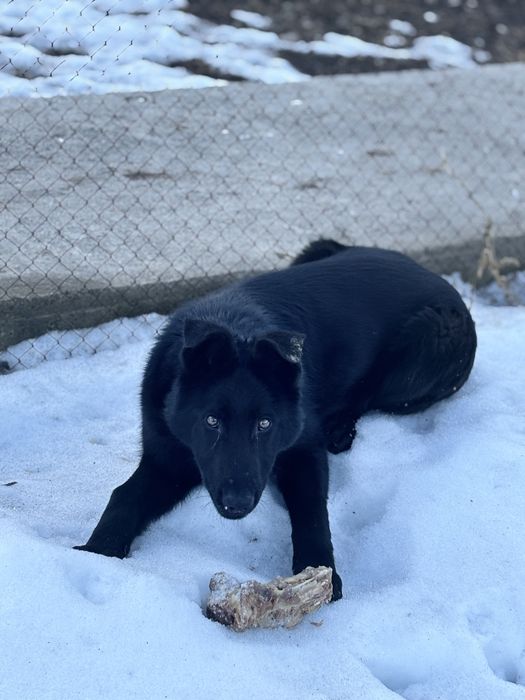 Продам немецкую овчарку
