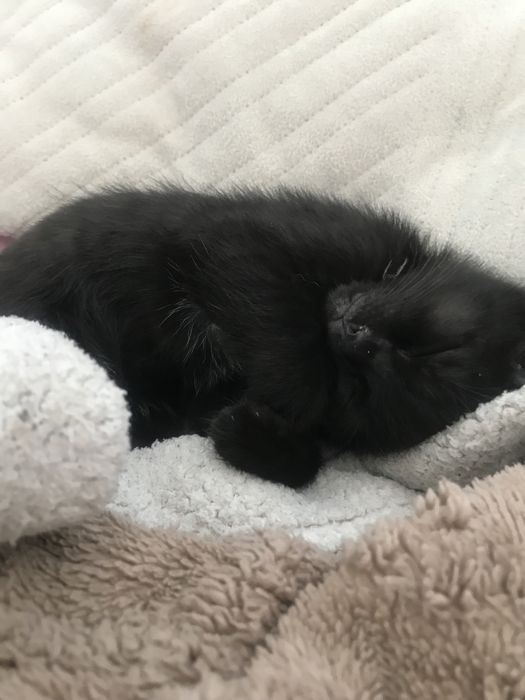 Продам котенка в добрые руки