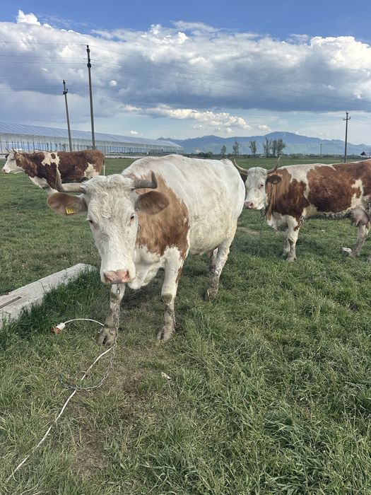 vand vaca de lapte cu vitel