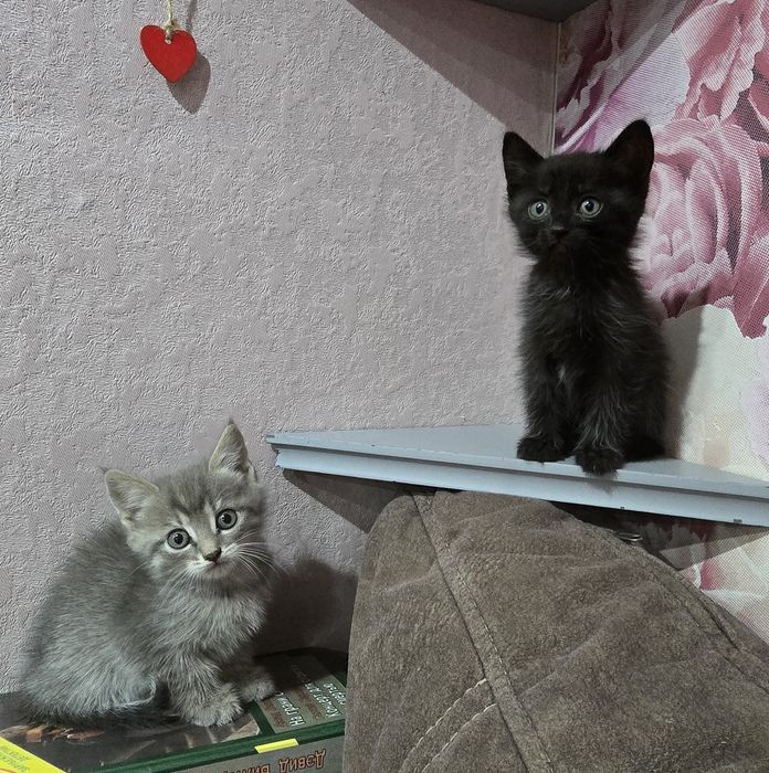 Котята шотландцы(.2 девочки.)