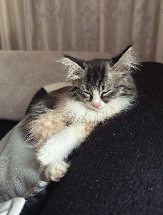 Котёнок норвежская лестная