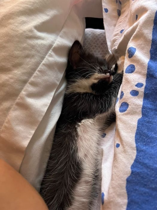 Отдам кошечку 2 месяца