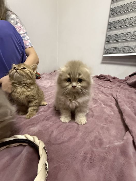 Продается котёнок