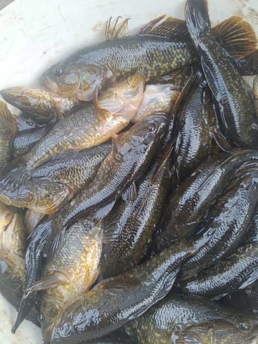 Продам рыбу Ротан