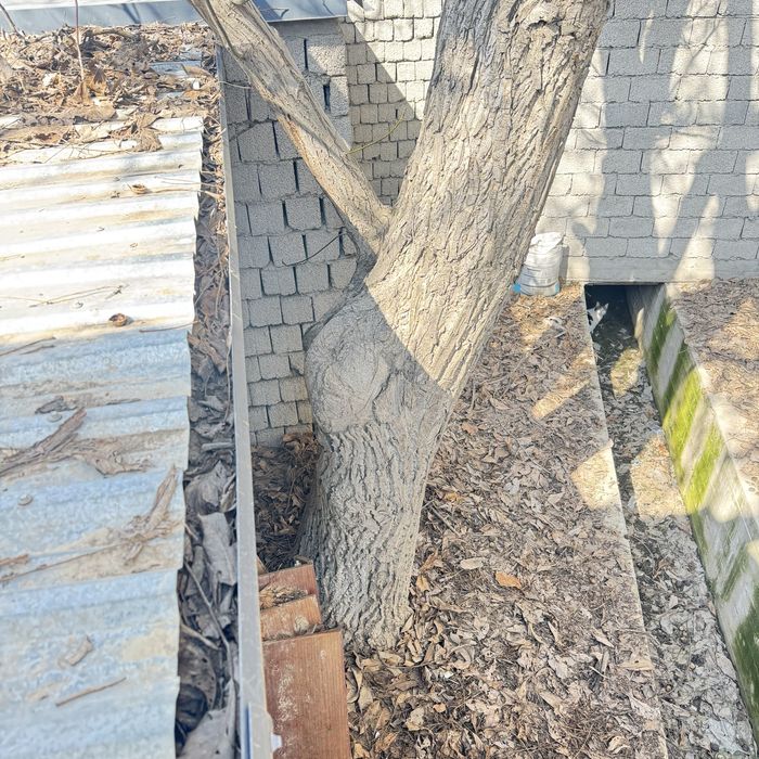 Yong’oq daraxti ko’p yillik judda katta qalin soglom daraxt енгок дара