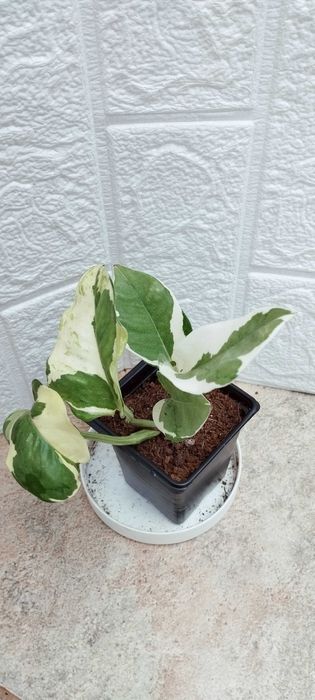 Цветя за продажба!