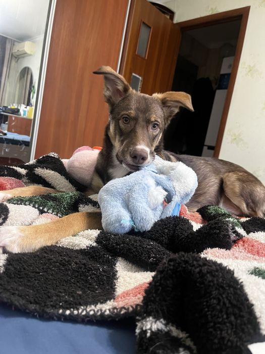 Собака 1 год почти