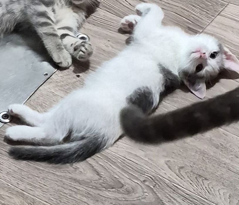Котенок ищет дом
