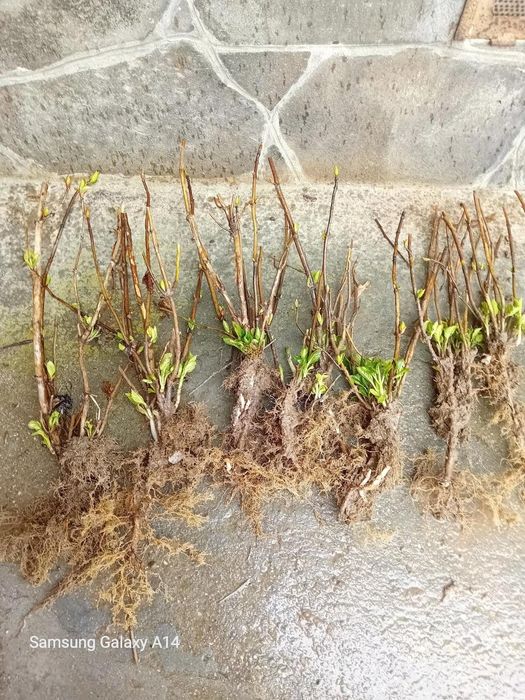 Хортензия  Розова